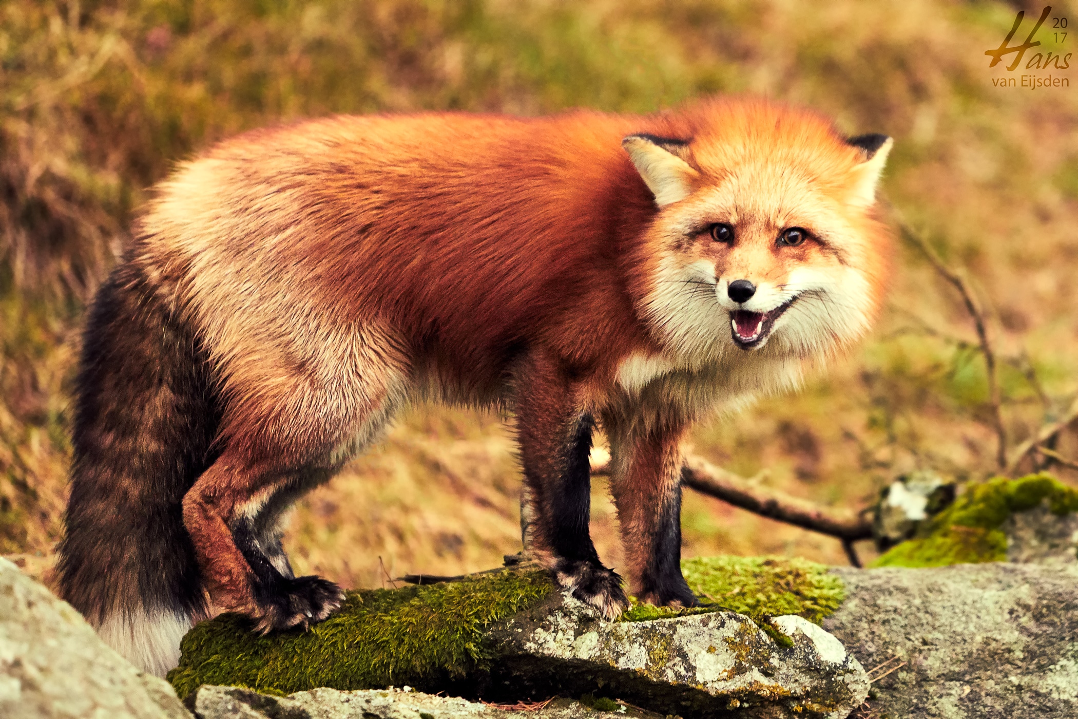 norwegian forest cat chasing fox